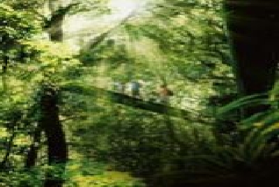 Lamington NP Canopy Walk-Canopy_Walk- Lamington_Nationalpark_Gold_Coast.jpg